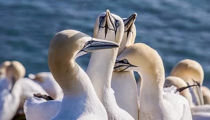 开云入口-篮球运动员竞技状态实时监控及训练调整系统开发，篮球运动员在比赛中表现出的竞技水平