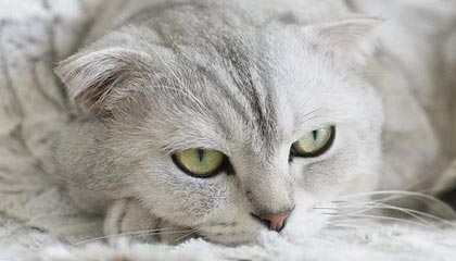 开云网页版登录入口-欧洲足坛转会新风向：超级巨星纷纷加盟豪门，欧洲足坛转会汇总