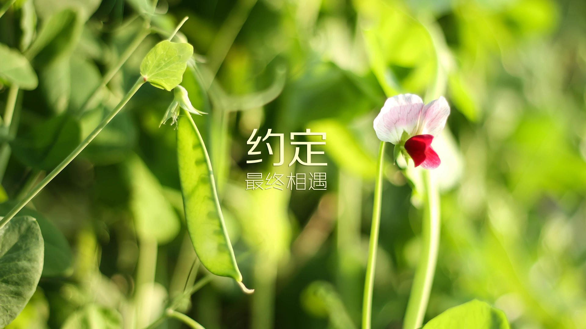 伊朗年轻球员获得更多上场机会，伊朗青训